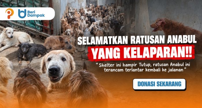 TERANCAM TERLANTAR!! Ratusan Anabul Ini Butuh Pertolongan